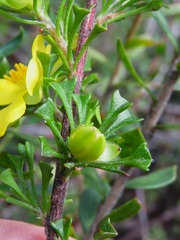 Hibbertia circumdans