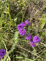 Verbena rigida