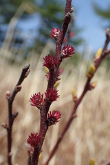 Myrica gale tomentosa