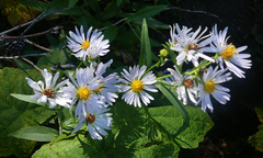 Symphyotrichum ascendens