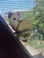 Pieris rapae rapae