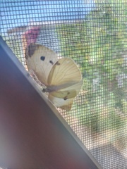 Pieris rapae rapae