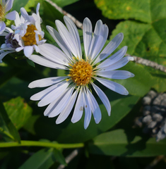 Symphyotrichum ascendens