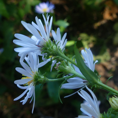 Symphyotrichum ascendens