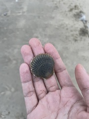 Argopecten irradians
