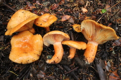 Lactarius aestivus