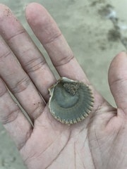 Argopecten irradians