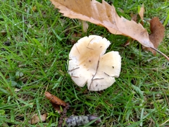 Russula acetolens