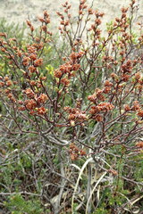 Myrica gale tomentosa