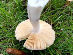 Russula acetolens