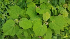 Heliocarpus
