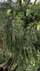 Cryptomeria japonica