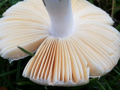 Russula acetolens