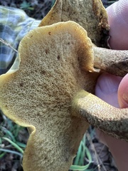 Suillus tomentosus