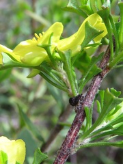 Hibbertia circumdans