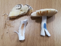 Russula acetolens