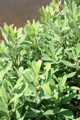 Myrica gale tomentosa