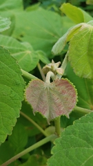 Heliocarpus