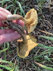 Suillus tomentosus