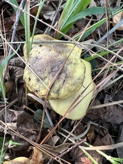 Suillus tomentosus