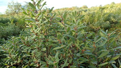 Myrica gale tomentosa