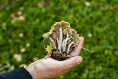 Psilocybe ovoideocystidiata