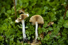 Psilocybe ovoideocystidiata