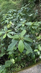 Saurauia tristyla
