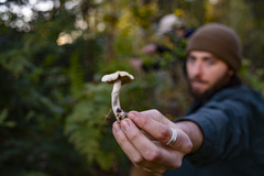 Psilocybe ovoideocystidiata