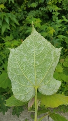 Heliocarpus