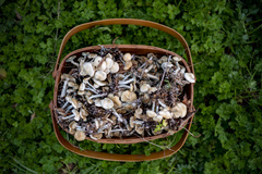 Psilocybe ovoideocystidiata