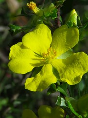 Hibbertia circumdans