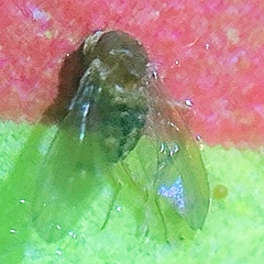 Drosophila tripunctata