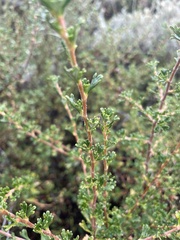Purshia tridentata