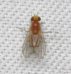 Homoneura interstincta