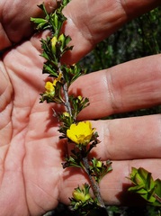Hibbertia circumdans