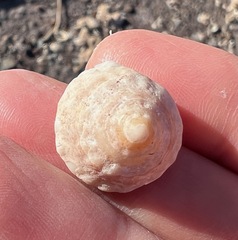 Astralium tentoriiforme