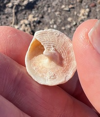 Astralium tentoriiforme