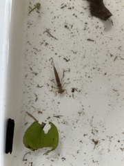 Xanthocnemis zealandica