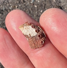 Haliotis coccoradiata