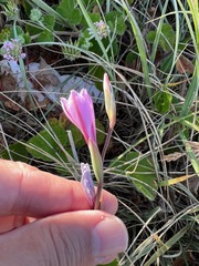 Gladiolus gueinzii