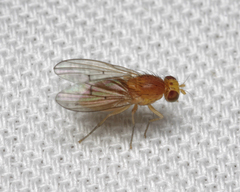 Homoneura interstincta