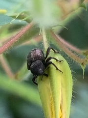 Chalcodermus collaris