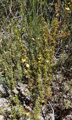 Hibbertia circumdans