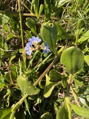 Scaevola calendulacea