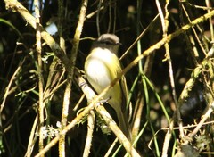 Phyllomyias griseocapilla