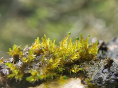 Tetraphidopsis pusilla