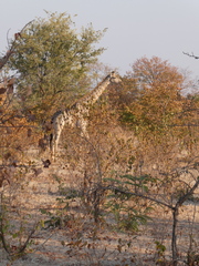 Giraffa camelopardalis