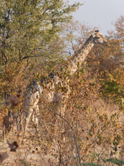 Giraffa camelopardalis