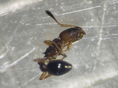 Cardiocondyla obscurior